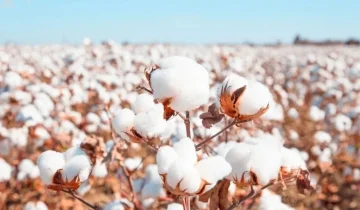 Unveiling the Journey of Long-Staple Cotton: From Farming to Manufacturing Excellence
